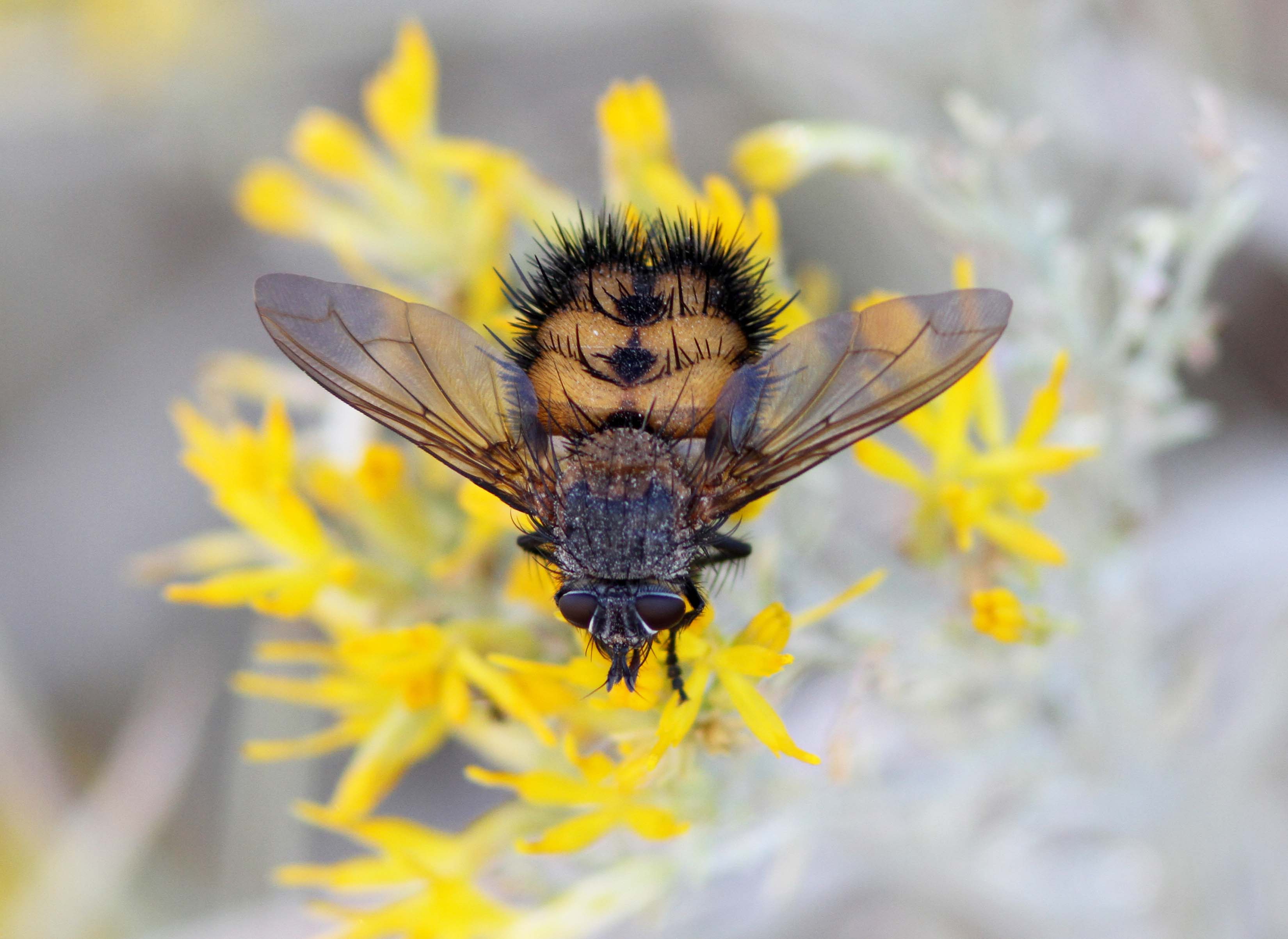beefly